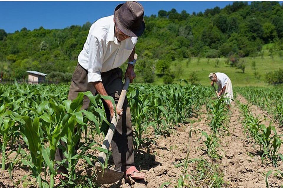 A Concessão de Benefícios para Trabalhadores Rurais foto 1 guilherme